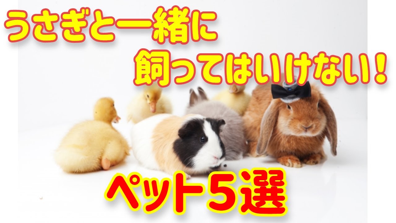 【うさぎと一緒に飼ってはいけないペット】うさぎと一緒に飼わないほうが良い動物とは?一緒に飼ってはいけない動物5選。なぜ一緒に飼ってはいけないの