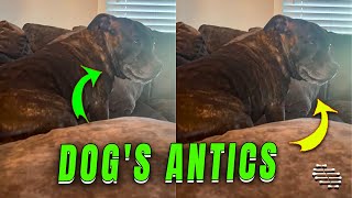 Dramatic Dog's Attention-Grabbing Antics