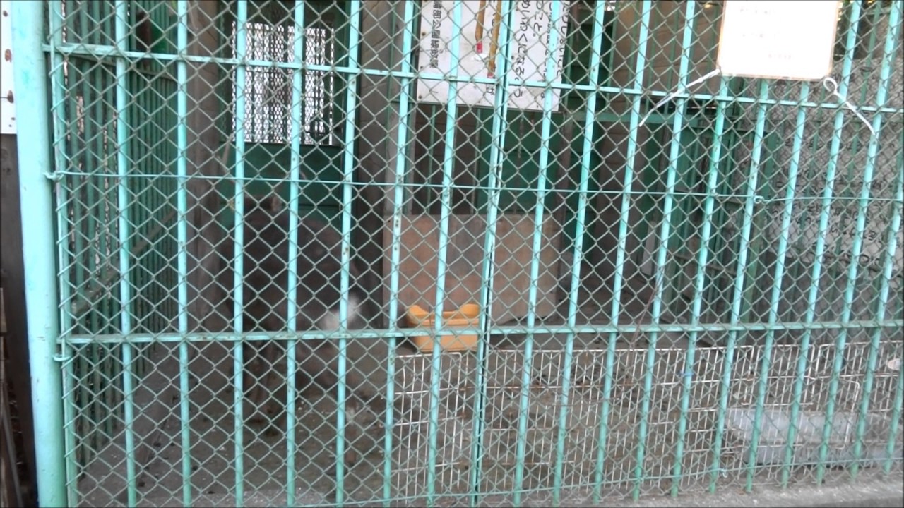 動物方城市 粵語 20170121昭和公園のシカの常同行動