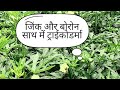 भिंडी की वैज्ञानिक खेती | किसान की कमाई 2 गुना"।Okra Farming Techniques for High Yield"