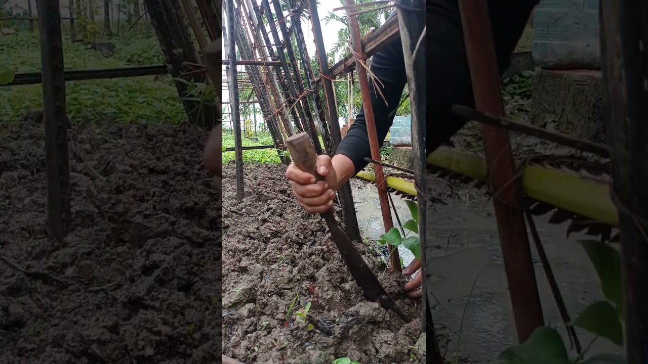 Daily Long Bean Plant Care – Simple and Peaceful Countryside Garden