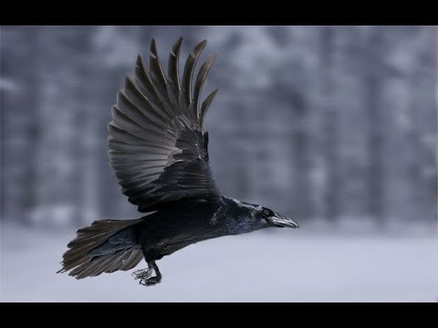 Video: Un Parque Temático En Francia Ha Reclutado Aves Para Ayudar A Limpiar La Basura