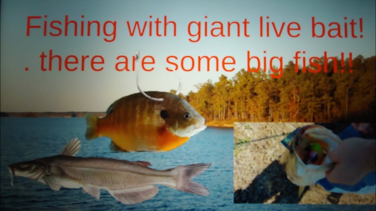 fishing with giant live bait big fish yall 