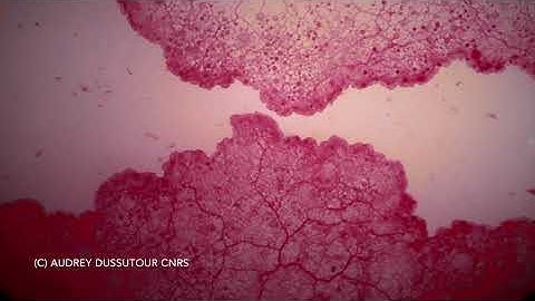 Fusion Physarum roseum