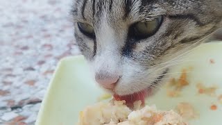 Mama cat is eating wet food (ASMR audio)