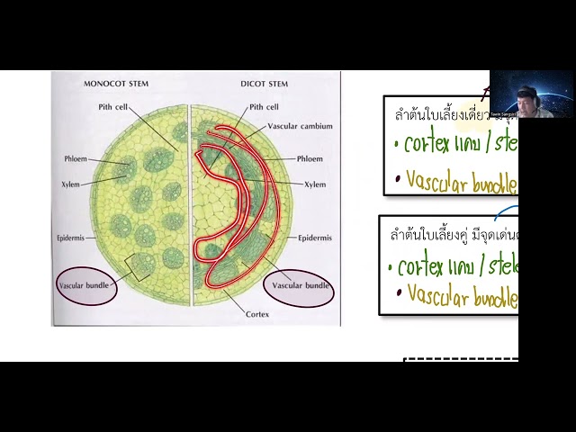 ทบทวนโครงสร้างลากลำต้นใบ ม1 TN class=