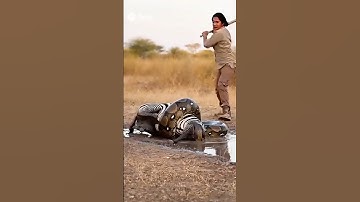 She Heard the Zebra Crying — What Happened Next Shocked Everyone! #wildliferescue #snake #africa