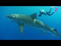 Conservationist Stefanie Brendl On The Importance Of Sharks