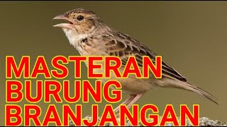 MASTERAN BURUNG BRANJANGAN GACOR