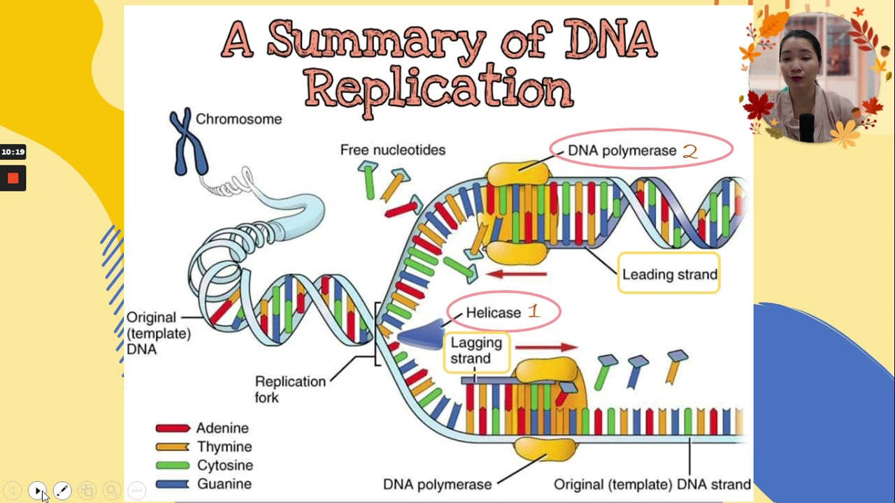 Central dogma YouTube