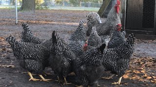 Barred rock chickens
