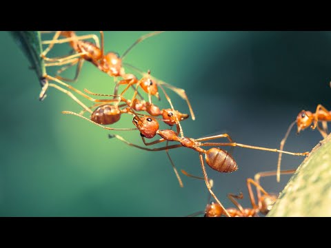 فيديو: أمراض وآفات الفاونيا (22 صورة): وصف وطرق العلاج. كيف تتخلص من النمل؟ لماذا تنمو الأزهار بشكل سيء؟ علاج العفن الرمادي