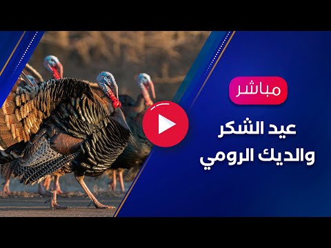 عيد الشكر والديك الرومي والعلماني العربي