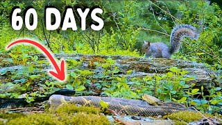 60 Days at a Rattlesnake Den (You Won't Believe What I Captured)