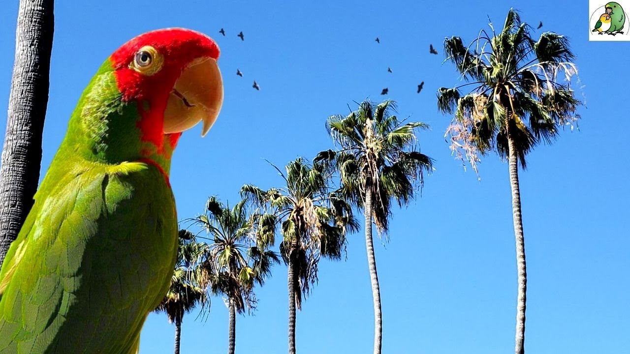 Parrots in San Diego: Vibrant Skies, Colorful Cries