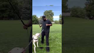 How to BUILD MUSCLE on your Pit bull with the Flirt Pole!