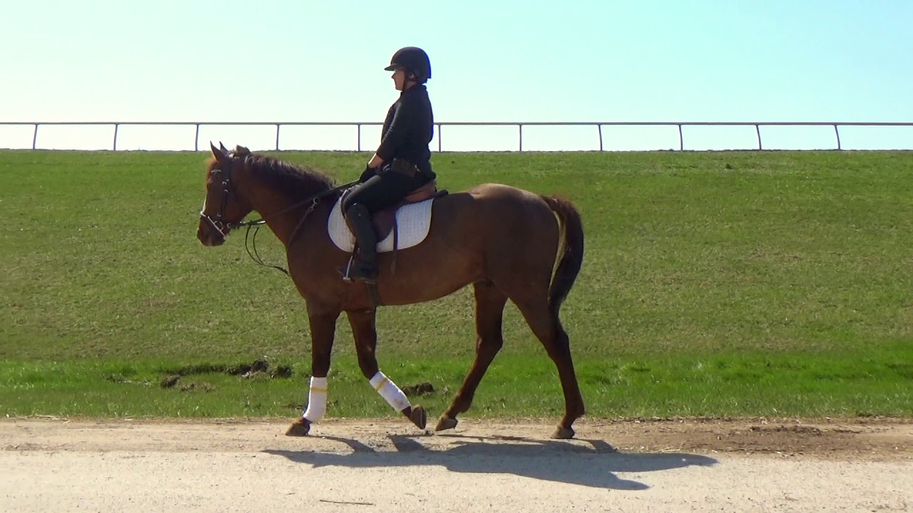 REAKING RICH THOROUGHBRED SPORT HORSES YouTube