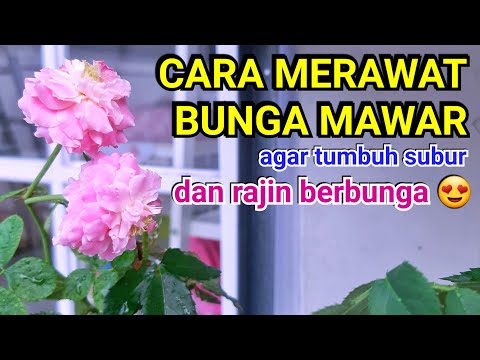 Video: Maklumat Mengenai Bunga Mawar Polyantha Dan Floribunda