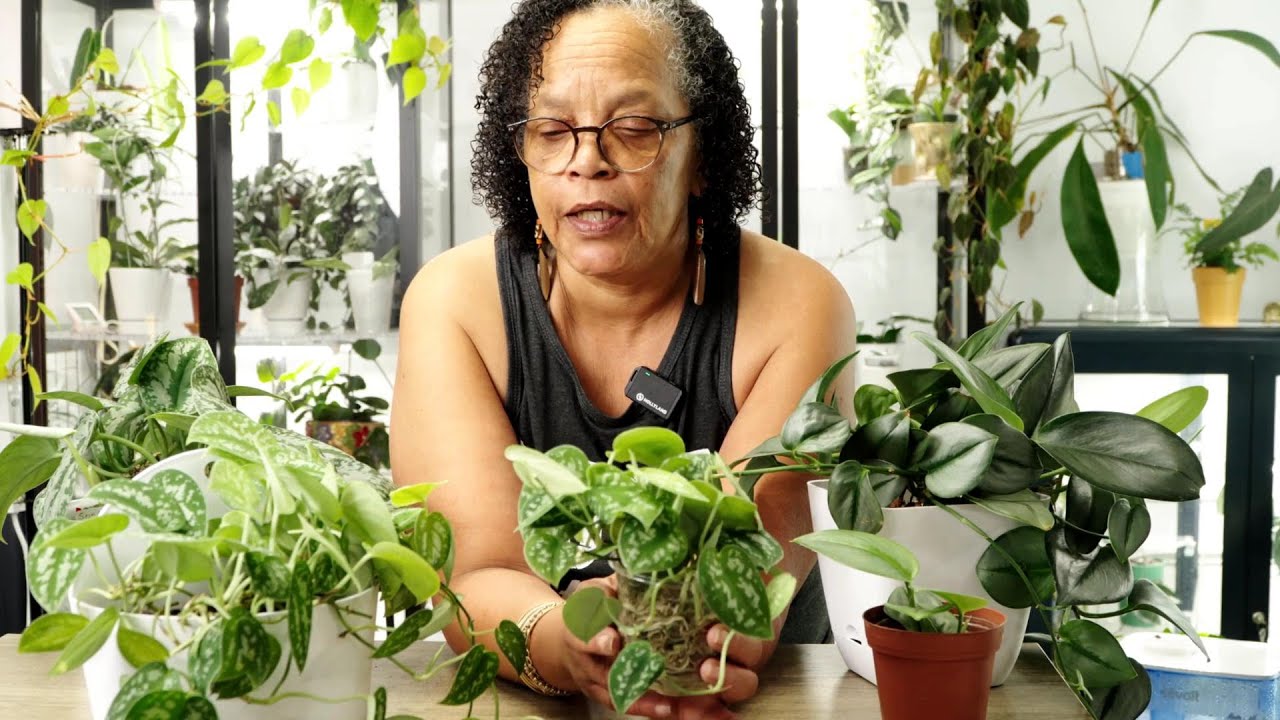Scindapsus Superstars: Varieties That Will Steal the Show. - YouTube