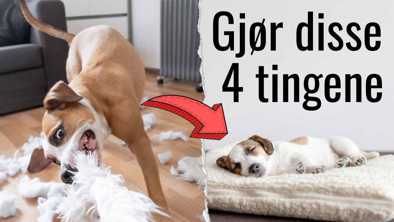 4 vaner som gir en lydig hund - Kun 4 minutter om dagen!