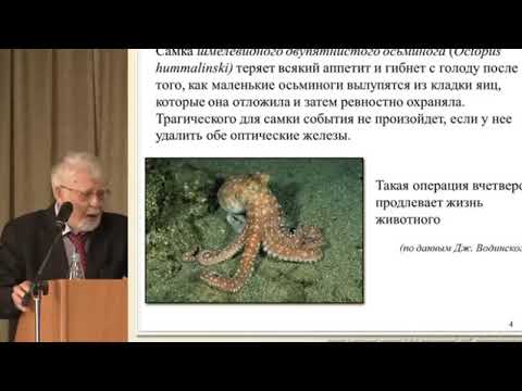 Пластомитин Скулачева Купить Где Продается