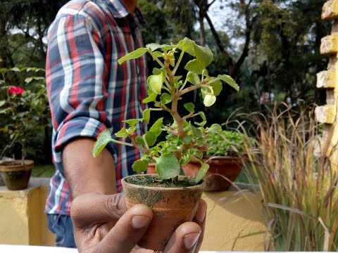 ভিডিও: স্ন্যাপড্রাগন কি ডেডহেডেড হওয়া দরকার?