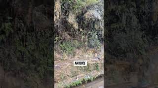 spring spring in the spring #kashmir #waterfall #spring #nature #viralvideo