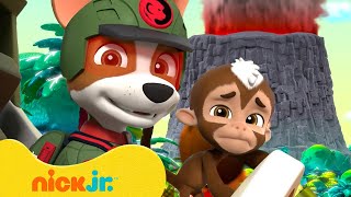 Pups Rescue Jungle Animals From A Volcano! | Paw Patrol | Nick Jr. Uk