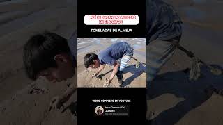 Así se sacan las almejas en el Golfo de Santa Clara, México🇲🇽 Sígueme😉 #almejas #golfo