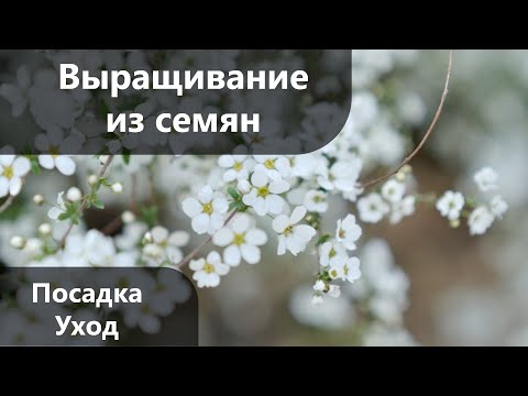 ГИПСОФИЛА Многолетняя: Выращивание из Семян, Посадка и Уход