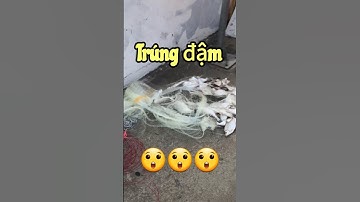 Quăng 1 chài ăn cả tuần 😅😅😅 #shortvideo #animals #fish #fun #funny #funnyvideo #douyin
