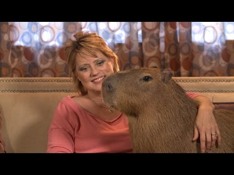 Video: Capybaras: Reusachtige knaagdieren van Zuid-Amerika en exotische huisdieren