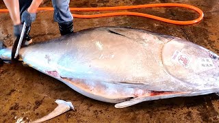 Идеальная нарезка голубого тунца весом более 400 кг