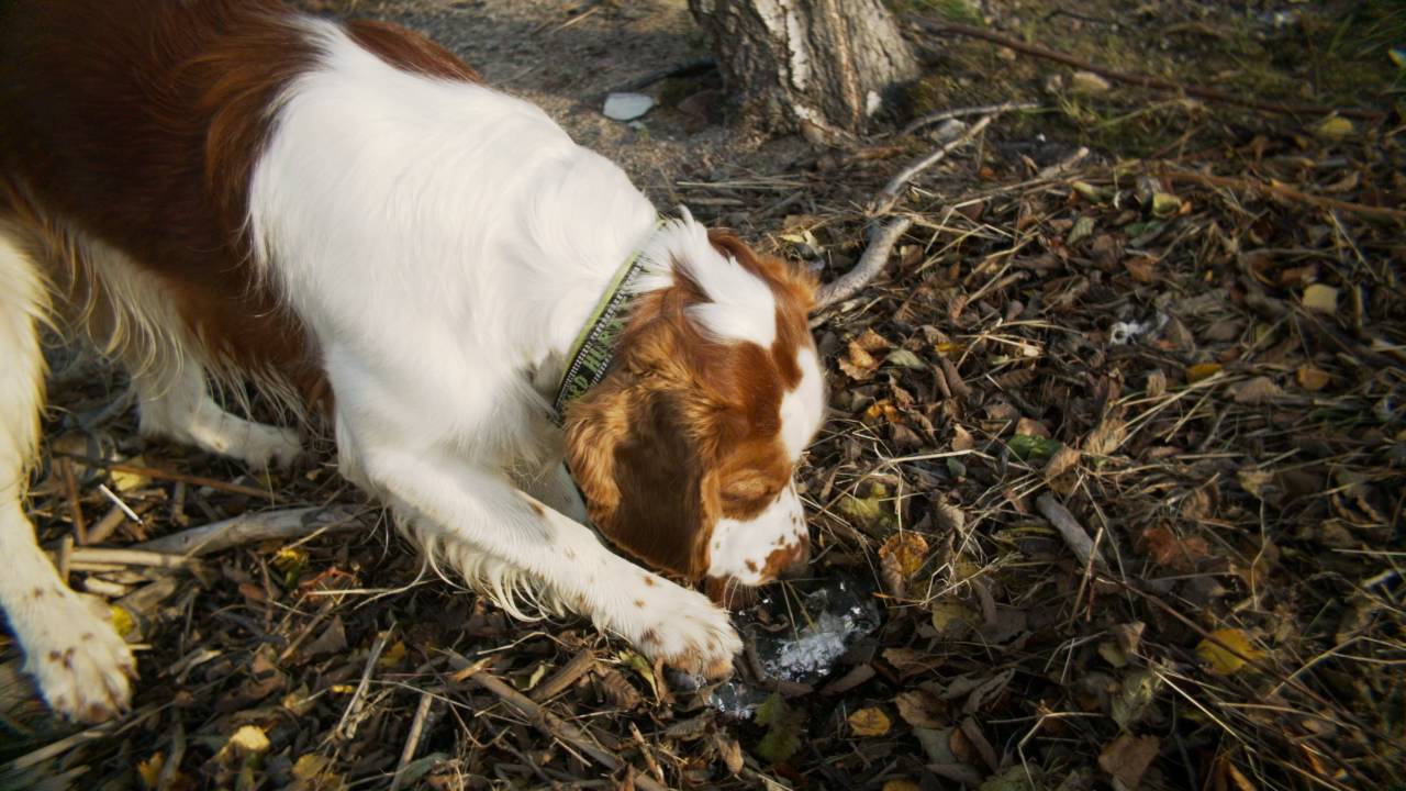BMPCC & Kern-Paillard Switar 1:1,6 f=10mm H16 RX (color graded, 4K render of 1080p)