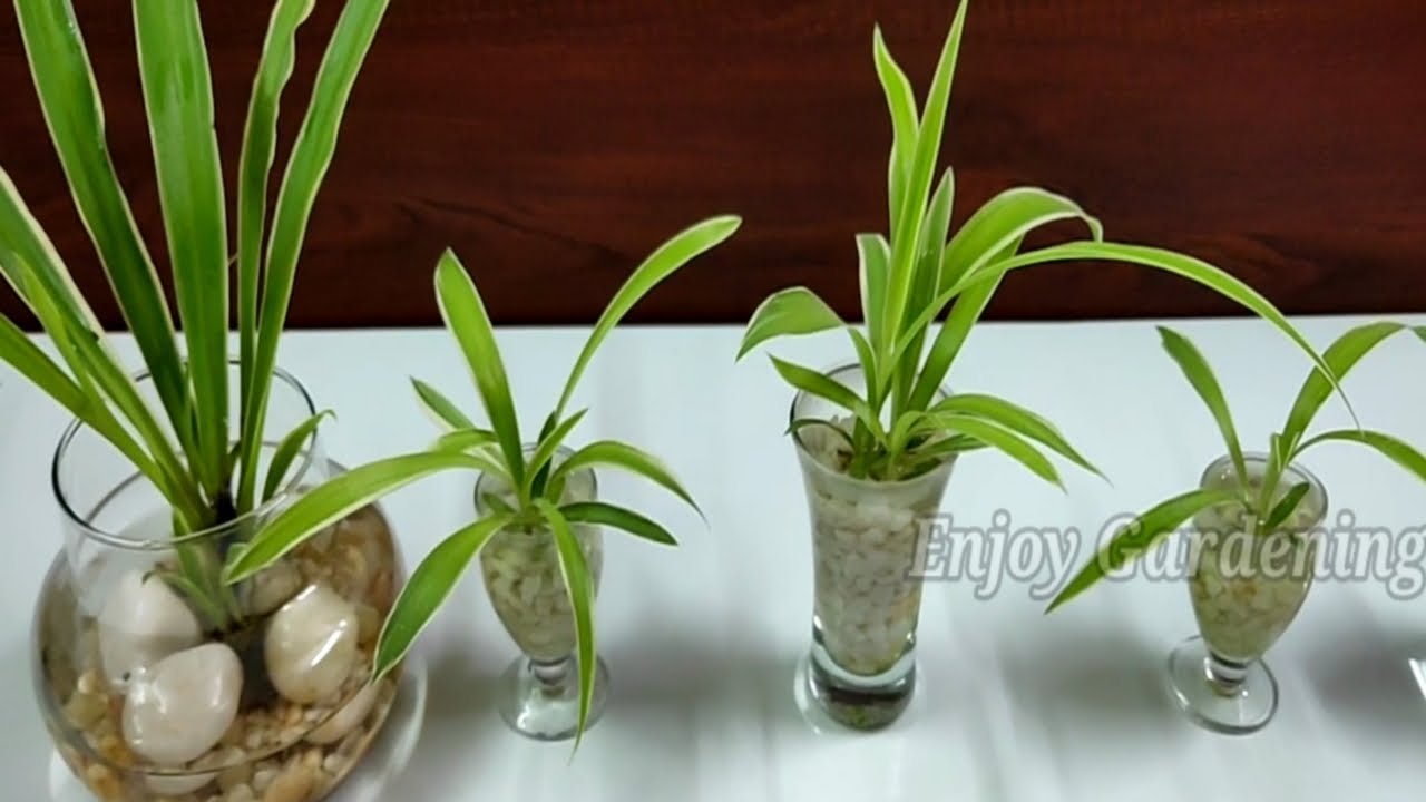 How to Grow Spider Plants