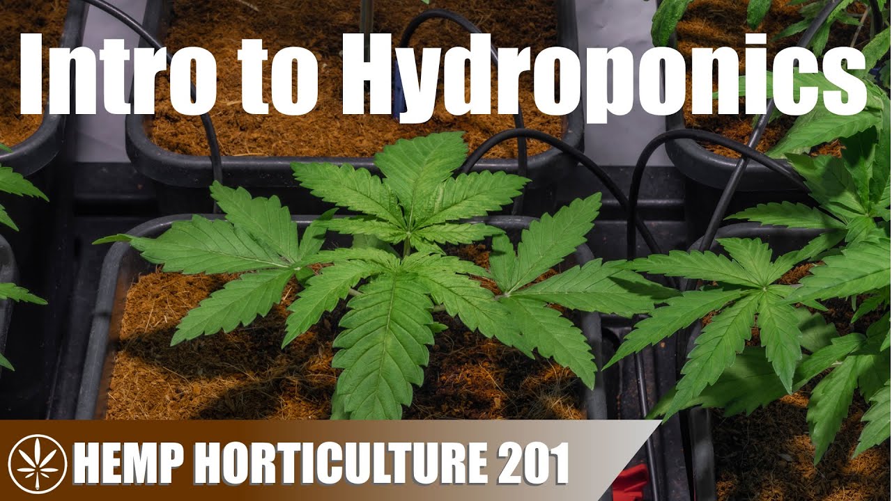 A General Overview to Hydroponics for Growing Hemp Hemp Discover