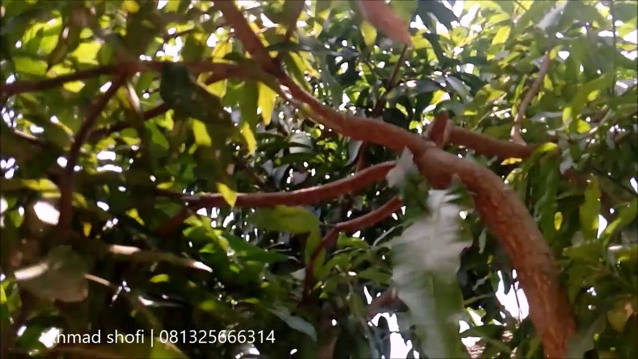 WOW KEREN MANGGA HASIL TOP WORKING CEPAT BERBUAH Subcribe Chanel