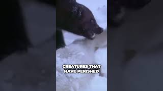 Wolverines Unstoppable Survivors And Avalanche Eaters