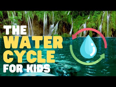Videó: Vízciklus-leckék – A vízi körforgás tanítása a gyerekeknek növényekkel