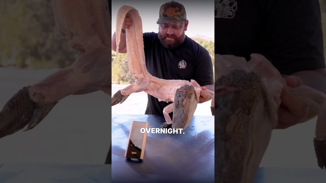 Alligator for High-Protein Meal🐊 w/