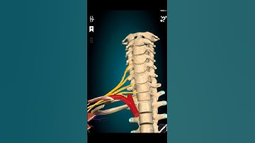 brachial plexus anatomy in 3D