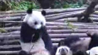 Panda Sneeze Attack