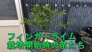 現在のフィンガーライムの苗たちの紹介