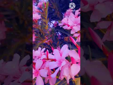 اللهم استرنا فوق الارض و تحت الارض ويوم العرض 