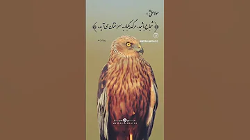 شجاع باشید مرگ یکبار به سراغتان می آید 