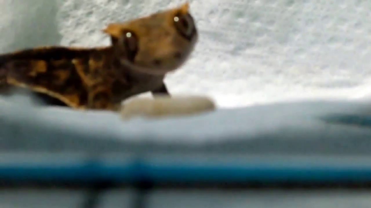 camera iphone 8 plus apk Feeding my crested gecko