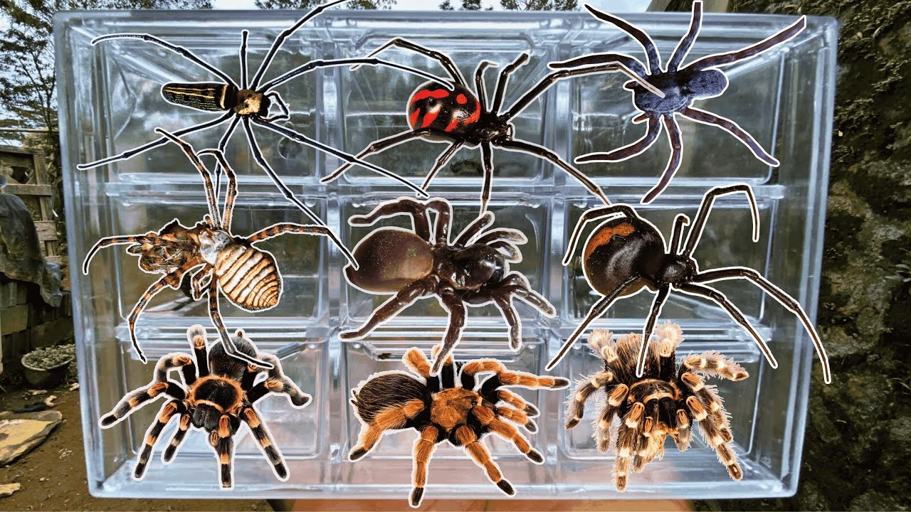 Паук-охотник в саду ‼️ паук-золотник, паук-ткач, паук-шёлковерт