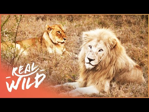 Long Distant Lion Lovers Meet For The First Time! | Extraordinary Animals