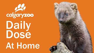 Your Daily Dose At Home: Weasel or Rodent?