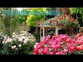 Yokohama English Garden 2021 Spring.  禅ローズ   #4K  #横浜イングリッシュガーデン #Rose